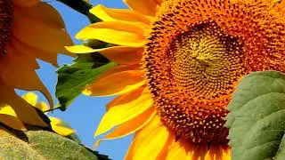 The Sun in my veins (Remix)