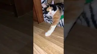 А ты мне поставил Лайк ? #new #like #tiktok #trend #motivation #shorts #мишазлой