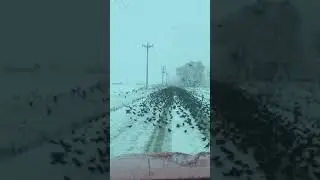 Огромная стая птиц перекрыла дорогу