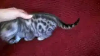 Black Inky Silver Bengal Female at 4 weeks old