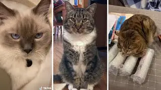 Best of Cats ~ Minutes of Pure Adorableness😹❤️️