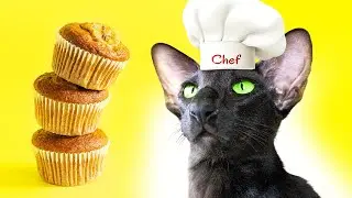 Oriental Cat Cooking Show
