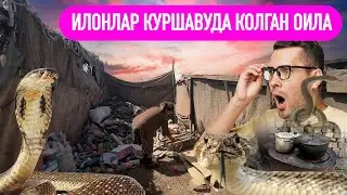 Илонлар куршавуда колган оила