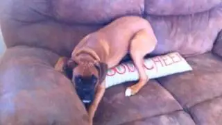 Charlie the Boxer Pup Trouble