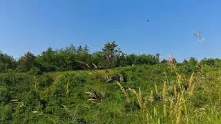 Звуки природы | Пение птиц у каменистого лесного оврага