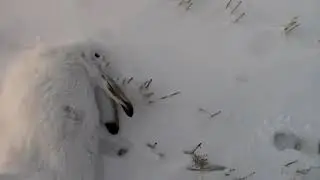 Hare Hunting! Canada