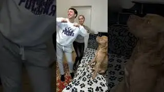 корова по имени му !