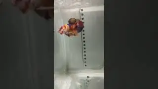 Nemo Multi colour