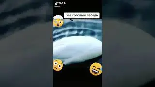 Лебедь без головы