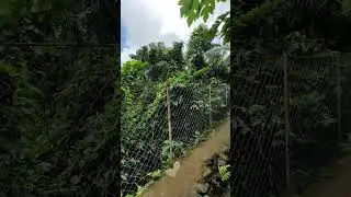 Walk with nature at our mini forest ...