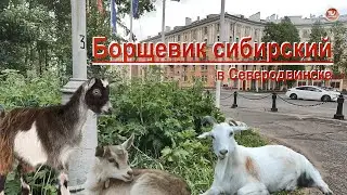 Борщевик сибирский на севере России в Северодвинске / Борщ из борщевика