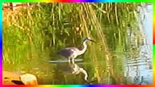 Цапля на охоте Птицы осенью Природа родного края🐦
