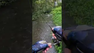 ЭТОТ РУЧЕЙ порадовал ПОКЛЁВКАМИ 🎣 #рыбалка #голавль #спиннинг #fishing #поклевка