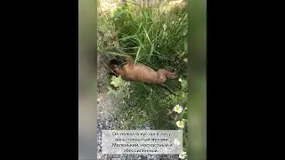 СПАСЕНИЕ ЩЕНКА ИЗ ЛЕСА / Разве он не заслуживает быть счастливым?