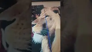 Quadro Decorativo Leão de Judá Mosaico Com 5 Peças.