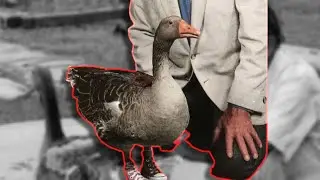 The Strange Case of Andy the Goose