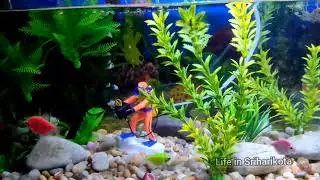 New Aquarium