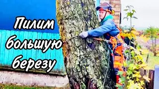 ВАЛКА БОЛЬШОЙ БЕРЕЗЫ МЕЖДУ ДОМОМ И ПРОВОДАМИ. АРБОРИСТИКА. ПРОМАЛЬП  #logger #lumberjack #husqvarna