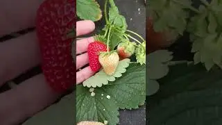 Альбион
