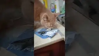 Бубусики хулиганят