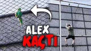 Alex Uçuş Eğitimi Yaparken Kaçtı!