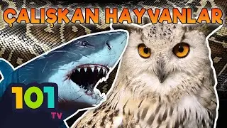 Her Şey Onlarla Daha Güzel! Rehberimiz Hayvanlar | Hayvan 101