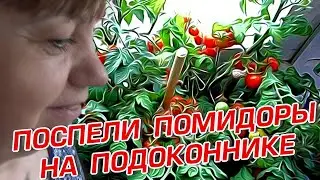 ПОСПЕЛИ ПОМИДОРЫ НА ПОДОКОННИКЕ