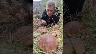 White mushrooms 2023 