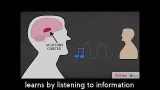 Narration About Types Of Seven Learning Styles