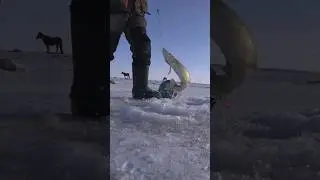 Щучка в Марте
