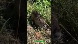 Coypu Secrets Revealed: Shocking Facts You Won't Believe #shorts  #buzzbilt