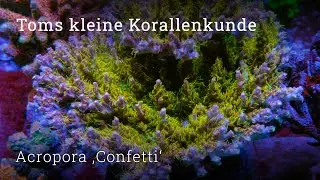 Tom's Little Coral Guide: Acropora 'Confetti' | Tips for Keeping Acropora | Signature Corals