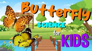 Butterfly | Science for Kids