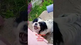 Я не віддам тобі печиво! Мем😂 #мем #music #2024 #pokemon #youtube #cat #видео