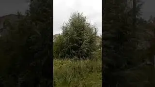 Willow 1