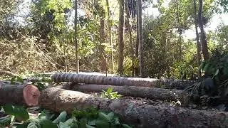 Cara jitu Motong Pohon Tinggi dekat Rumah