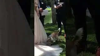 Gotta ruff-le before you bustle! 🐶 #weddings #dogs #dogsinweddings #weddingdress #shorts