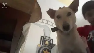 my dog
