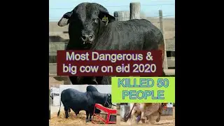 Biggest & Most Dangerous Cows Of 2020 Eid Pakistan.!! Omg