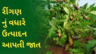 ચોકલેટ ગુલાબી રિંગણ અઢળક ઉત્પાદન આપતી જાત રોપા માટે 📞📞9016622914