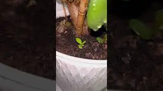 Мне кажется этот цветок есть у всех)))