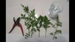 How to Propagate Tomatoes From Cuttings