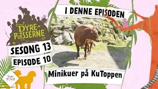 Minikuer på KuToppen | Dyrepasserne 2024
