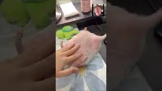 Albino Hedgehog Loves Being Tickled