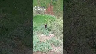 горном весна Таджикистана