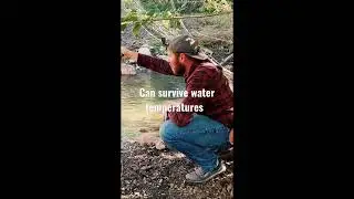 These Trout Survive 83 degrees F Water Temp