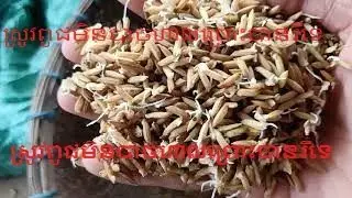 ស្រូវពូជមិនបាច់ហាលព្រោះបានរឺទេ