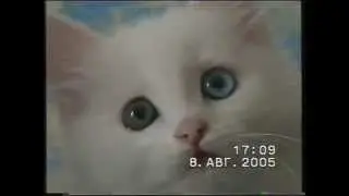 Белый котик с разными глазами и Юля