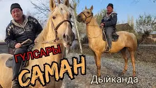 саман ат 👉 БЫШТЫЛАР ДЫЙКАНДАН ЧЫКТЫ 14 ноября 2022 г.