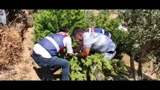 Kızını evlendirmek için kenevir ekmiş 17 ağustos 2022   8gunhaber